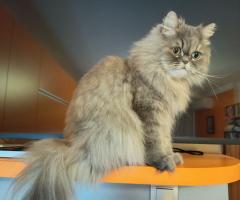 Подарявам котка