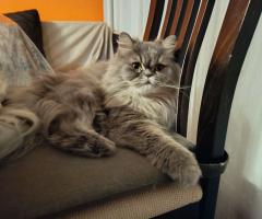 Подарявам котка