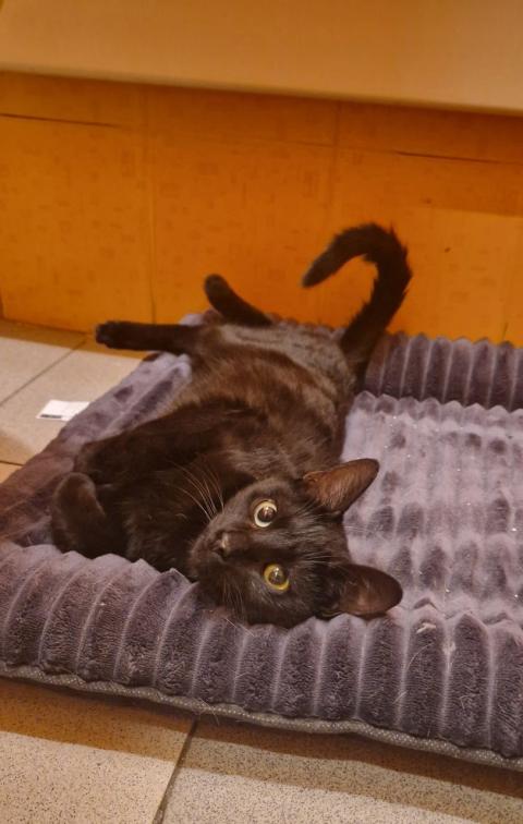 Майло с различни очи, търси дом