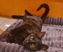 Майло с различни очи, търси дом