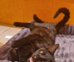 Майло с различни очи, търси дом