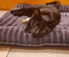 Майло с различни очи, търси дом