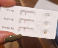 Майло с различни очи, търси дом