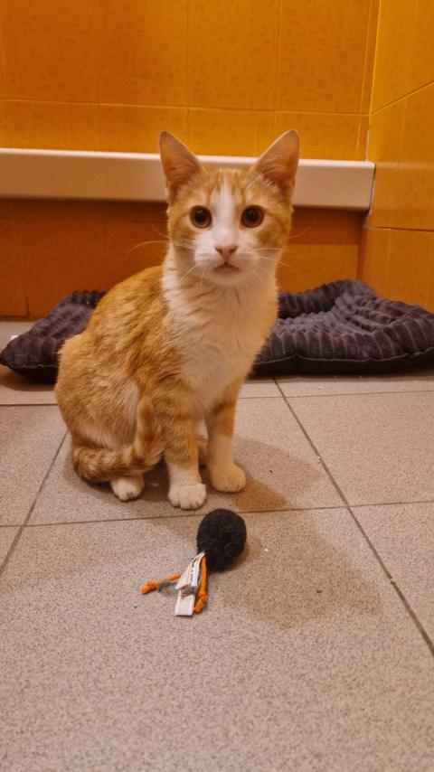 Лио търси своя дом