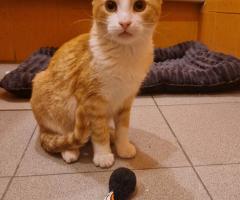 Лио търси своя дом