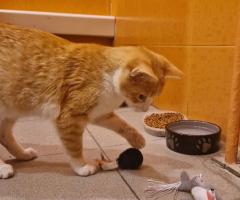 Лио търси своя дом