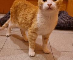 Лио търси своя дом