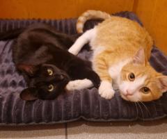 Лио търси своя дом