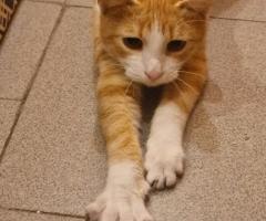 Лио търси своя дом