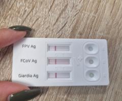 Лио търси своя дом