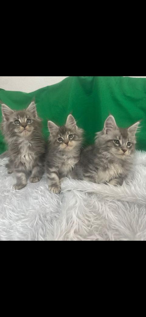 Продавам котета