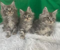 Продавам котета