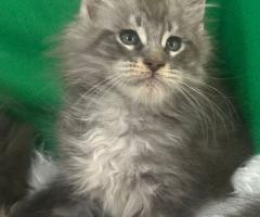Продавам котета