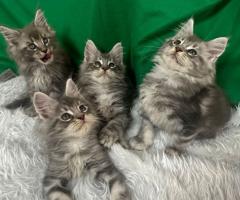 Продавам котета