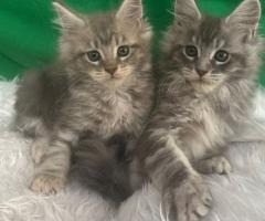 Продавам котета