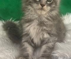 Продавам котета