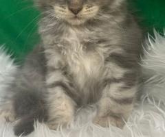 Продавам котета