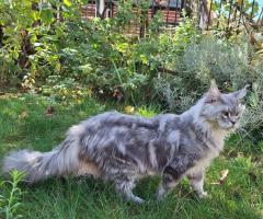 Продавам котета