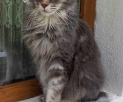 Продавам котета