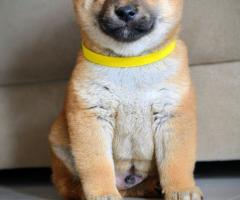 Шиба Ину кученца