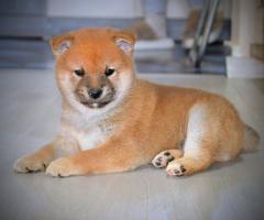 Шиба Ину кученца Шиба Ину кученца