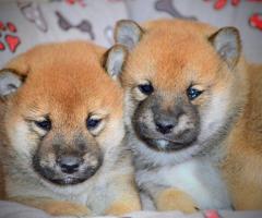 Шиба Ину кученца Шиба Ину кученца