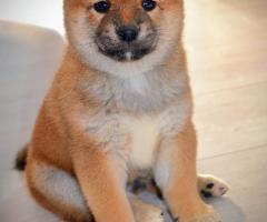 Шиба Ину кученца Шиба Ину кученца