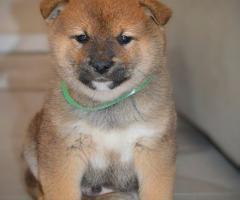 Шиба Ину кученца Шиба Ину кученца