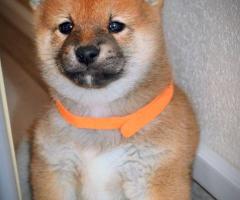 Шиба Ину кученца Шиба Ину кученца