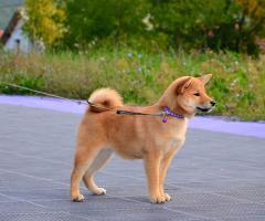 Шиба Ину кученца Шиба Ину кученца