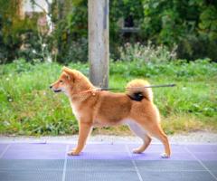 Шиба Ину кученца Шиба Ину кученца