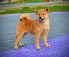 Шиба Ину кученца Шиба Ину кученца