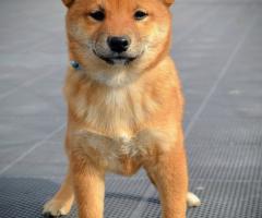 Шиба Ину кученца Шиба Ину кученца