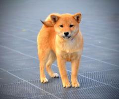 Шиба Ину кученца Шиба Ину кученца