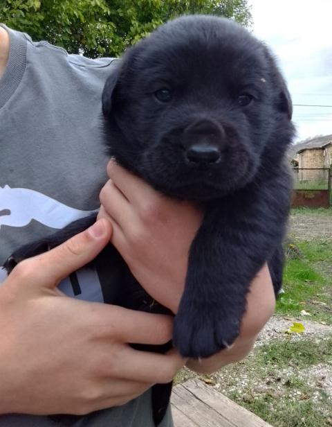 Продавам лабрадорчета