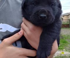 Продавам лабрадорчета