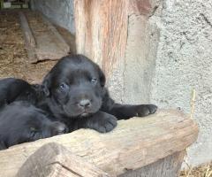 Продавам лабрадорчета