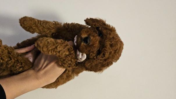 Мъжки той пудел