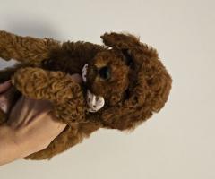 Мъжки той пудел