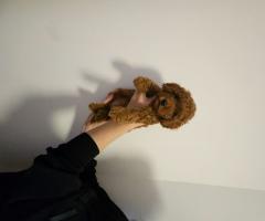 Мъжки той пудел