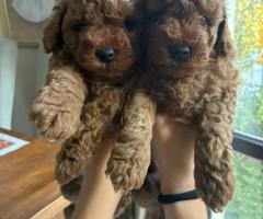 Мъжки той пудел