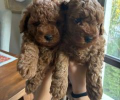 Мъжки той пудел