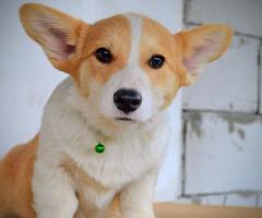 Уелски корги пембрук – Красиви кученца