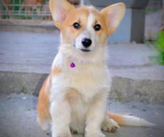 Уелски корги пембрук – Красиви кученца