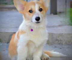 Уелски корги пембрук – Красиви кученца