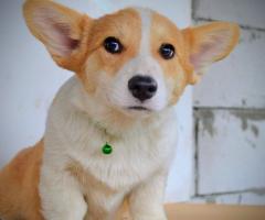 Уелски корги пембрук – Красиви кученца