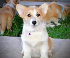 Уелски корги пембрук – Красиви кученца