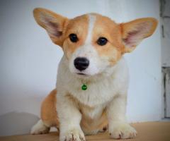 Уелски корги пембрук – Красиви кученца