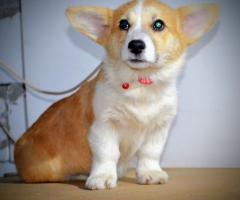 Уелски корги пембрук – Красиви кученца