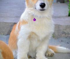 Уелски корги пембрук – Красиви кученца